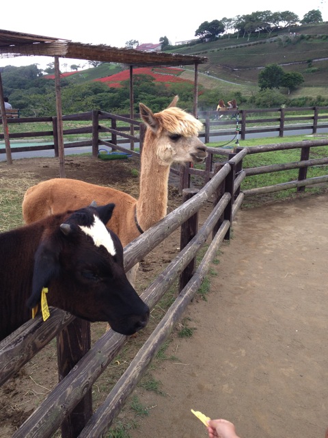 IMG_2524.JPG IMG 2524