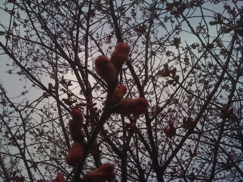 2011/03/06 お散歩