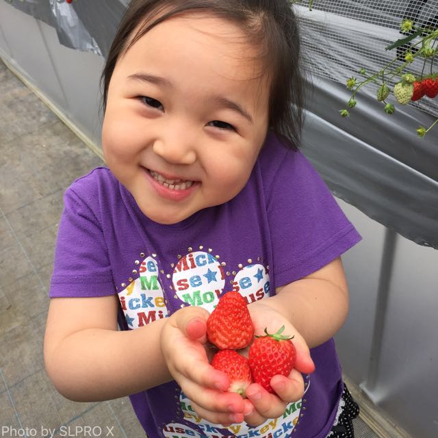 【子育て】GW2016 イチゴ狩り+プチドライブ逗子葉山+東京ドームカープ戦