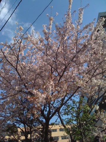 20110412:お写ん歩